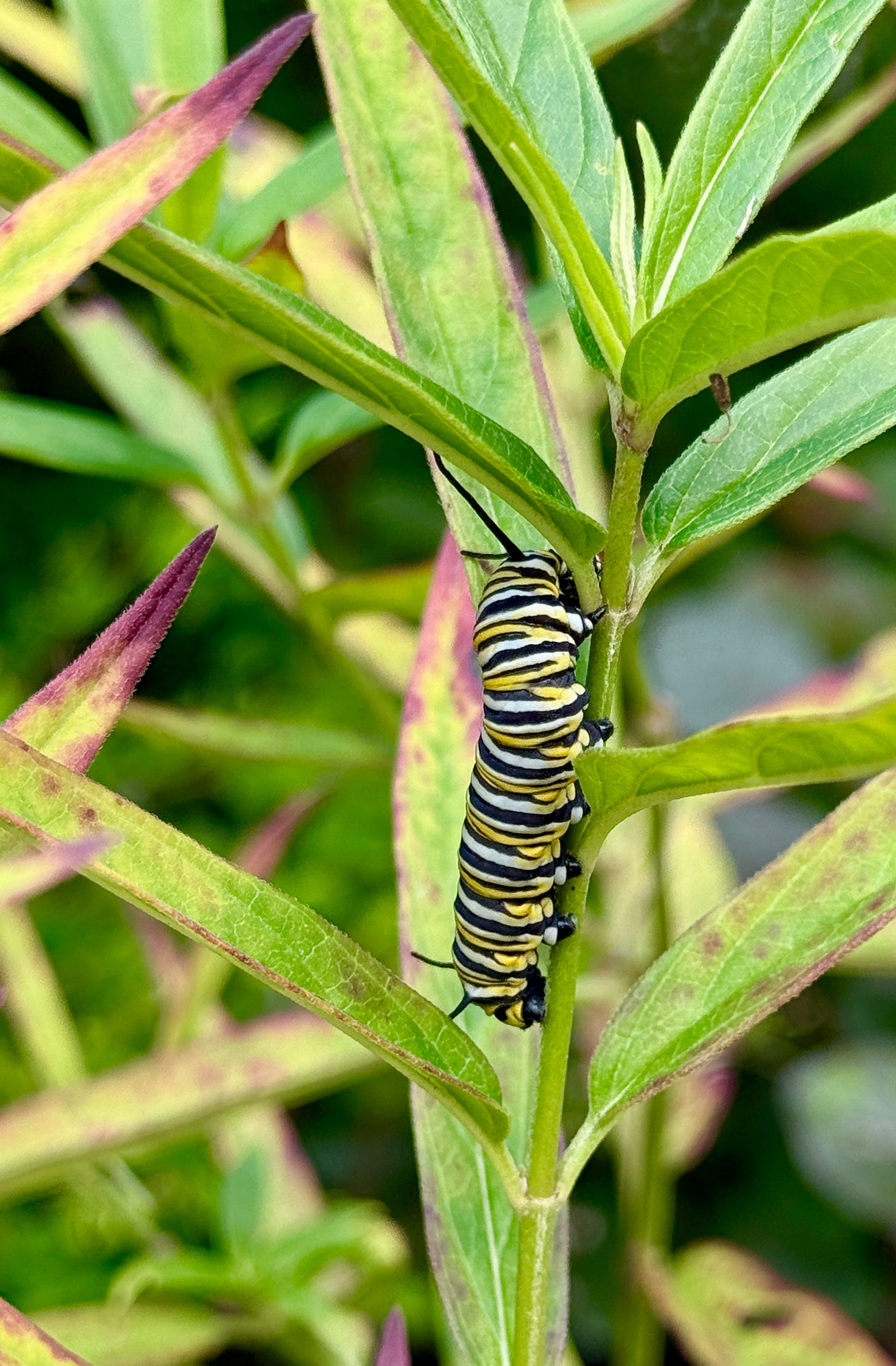 Monarch caterpillar in our prairie Long Border