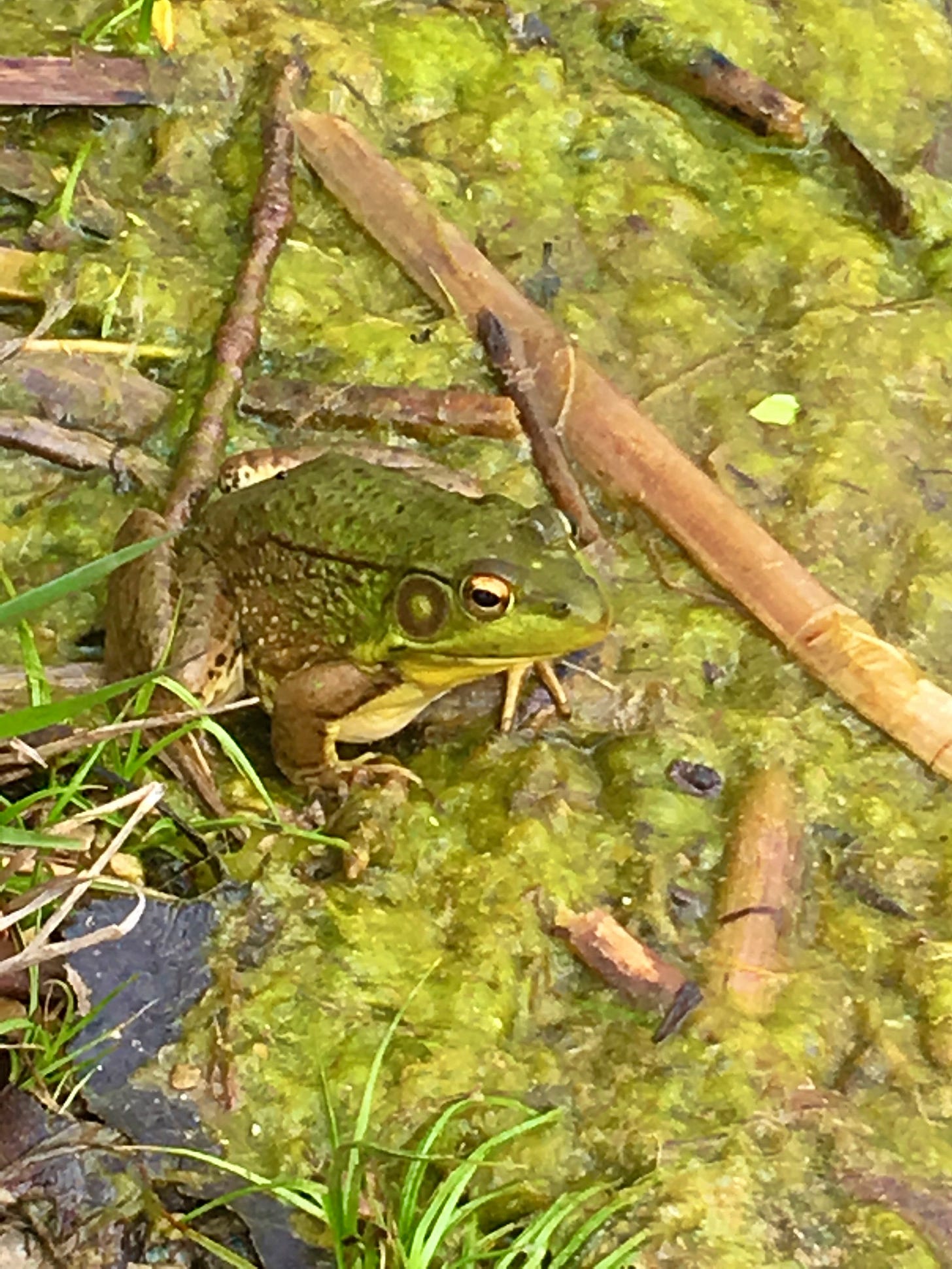 Bullfrog on algae