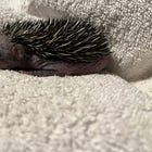 Xena, la guerriera spinosa 🦔✨