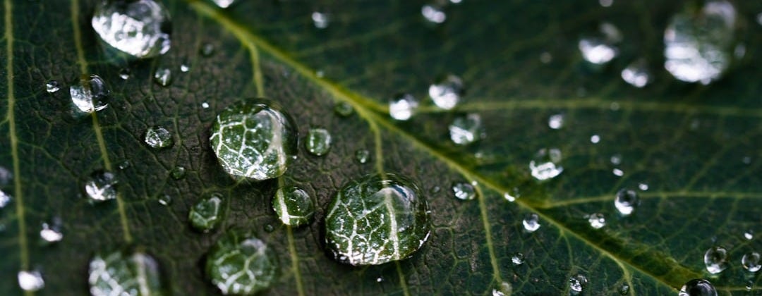 droplets on green leaf