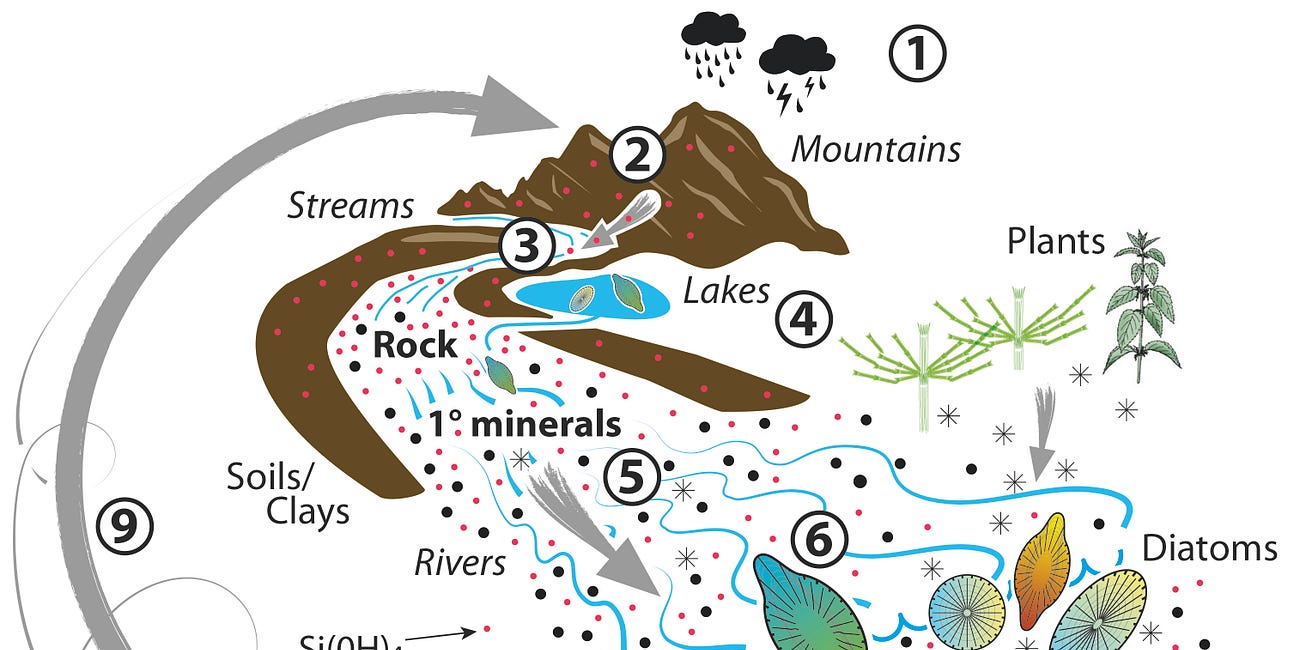 Silicon, A Bare Necessity of Life