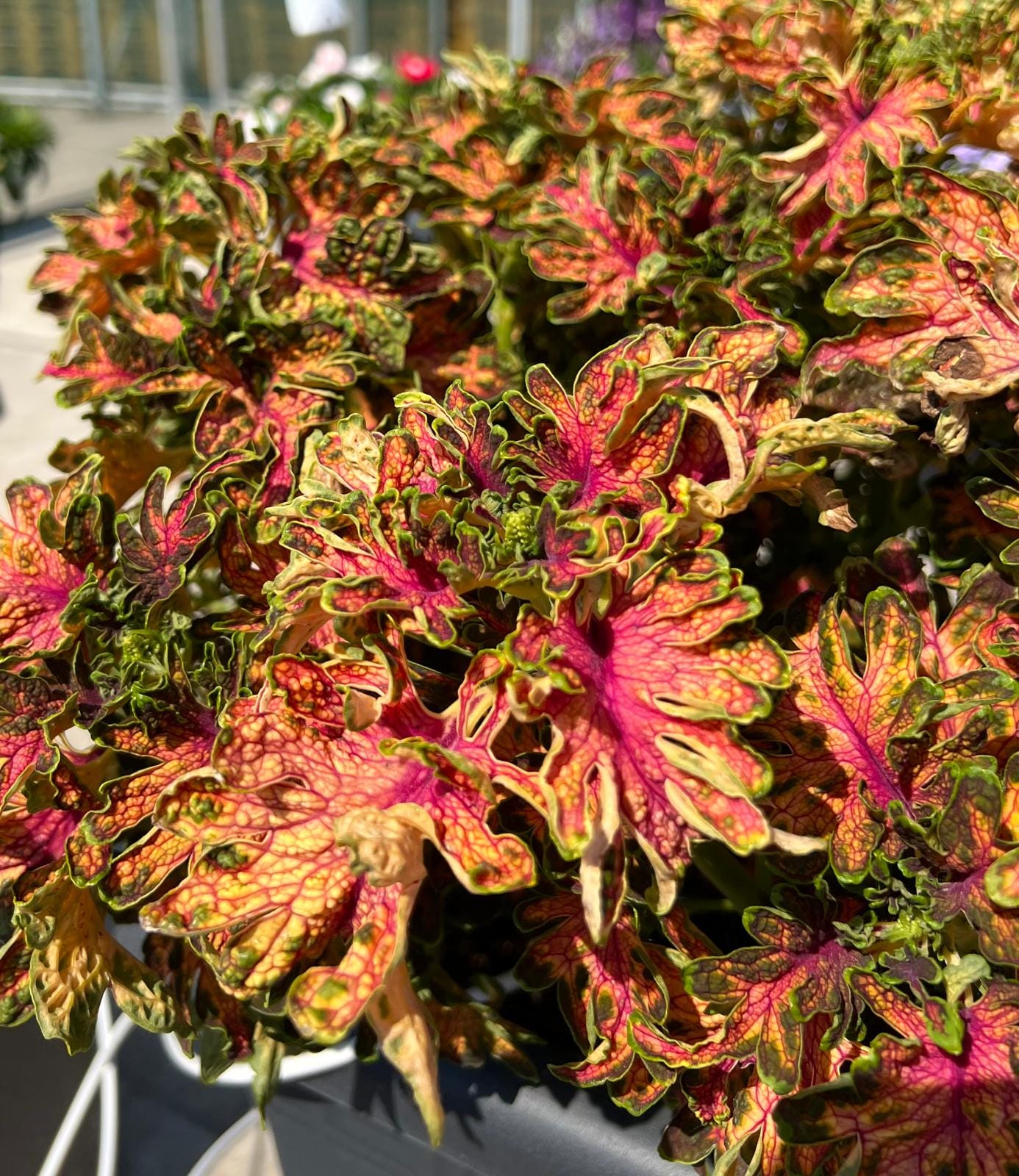 NEW PLANTS ALERT: 20 of my FlowerTrials favourites from 2023!