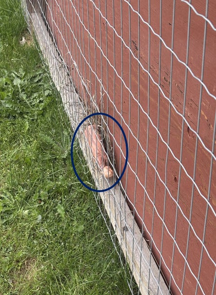 A ceramic figure of Joseph lies between a red sheet of plywood and a wire fence in front of a grassy path.