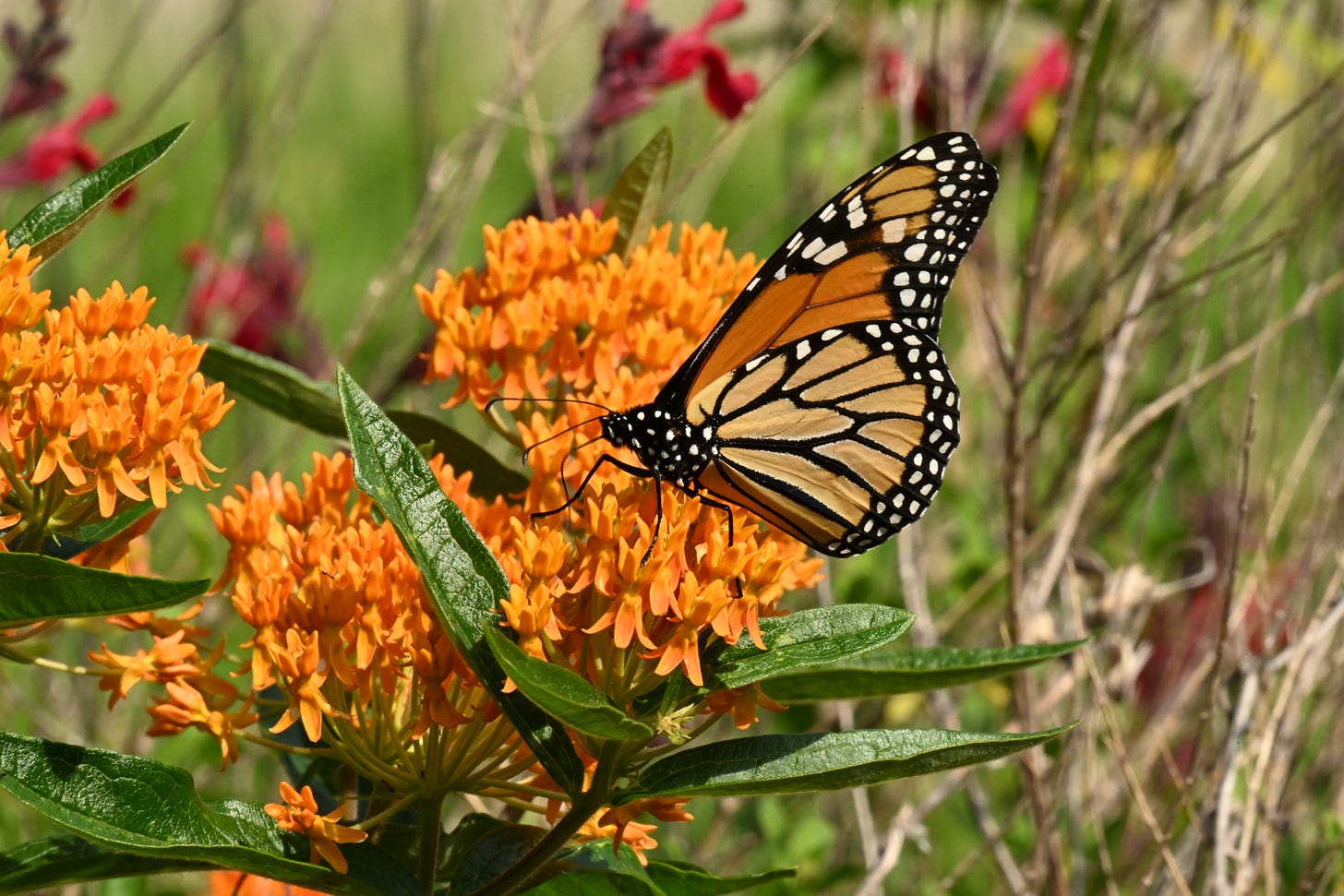  Monarch butterfly in milkweed