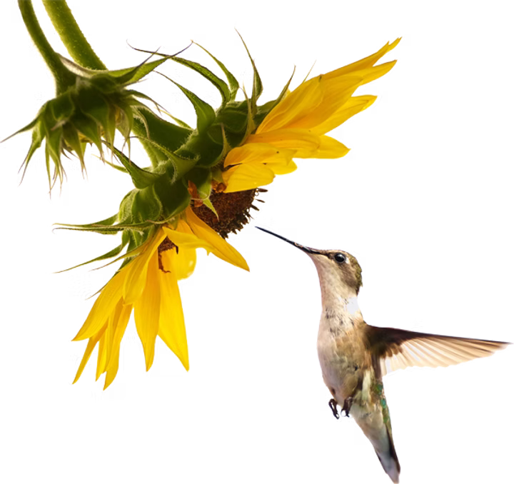 Gentle Souls Revolution Substack