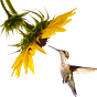 Gentle Souls Revolution's avatar