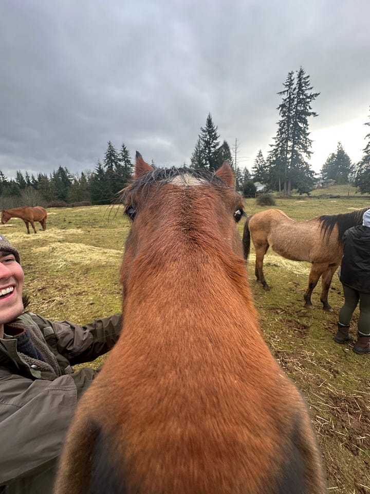 A very pretty horse, two pretty waterfalls, and Jesse at the Oregon coast