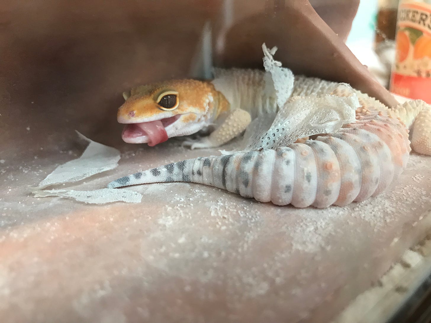 Leopard gecko sticking tongue out Leopard gecko sticking tongue out