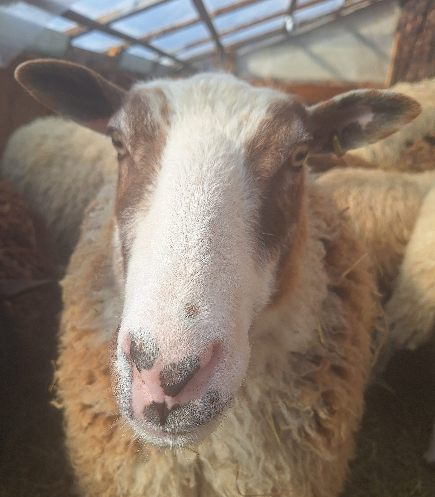 raising sheep 101