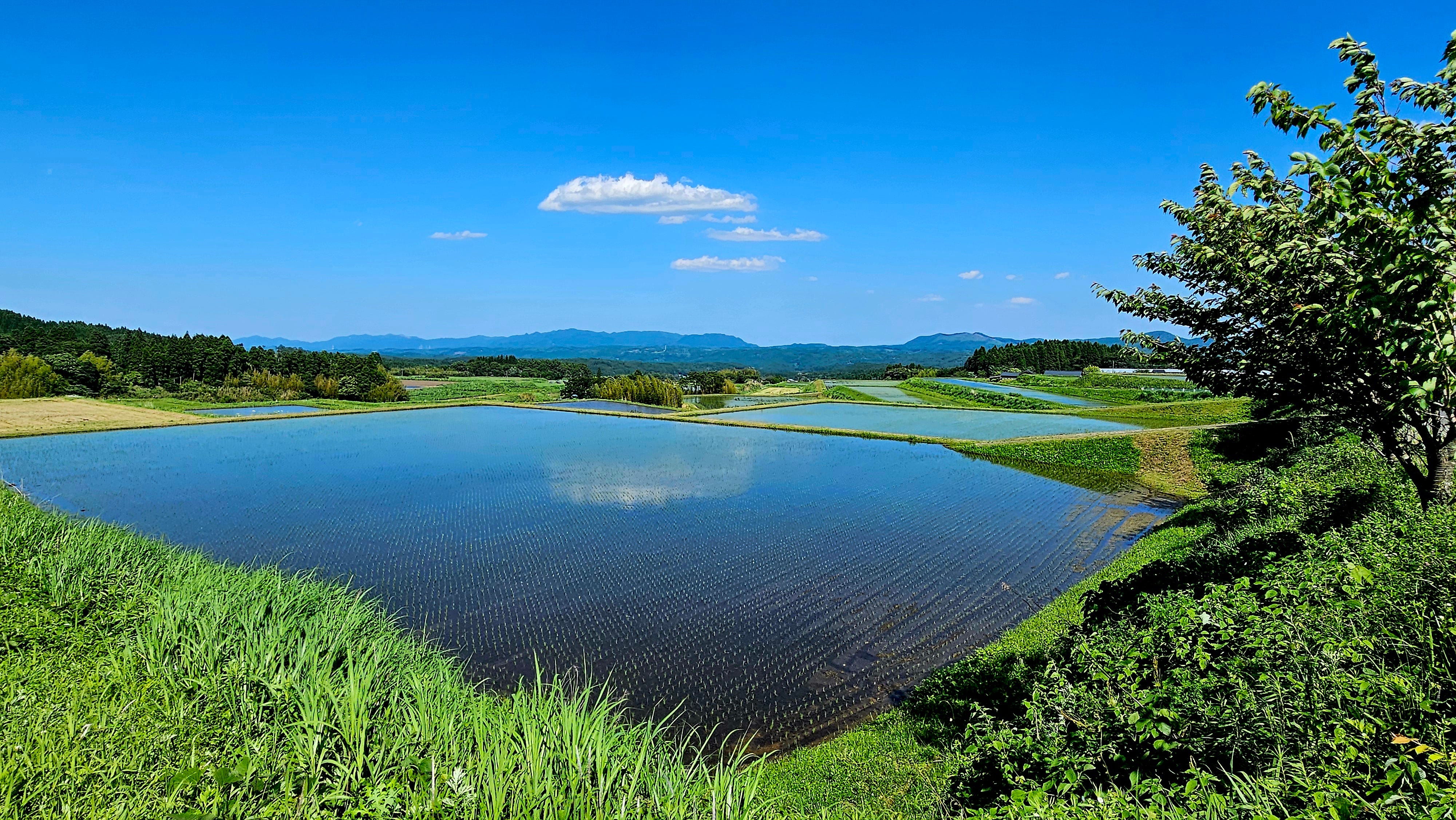 Quiet Revolution Starting to Uproot Japan's Traditional Rice Crop