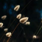 Que peut-on apprendre du réensauvagement ?