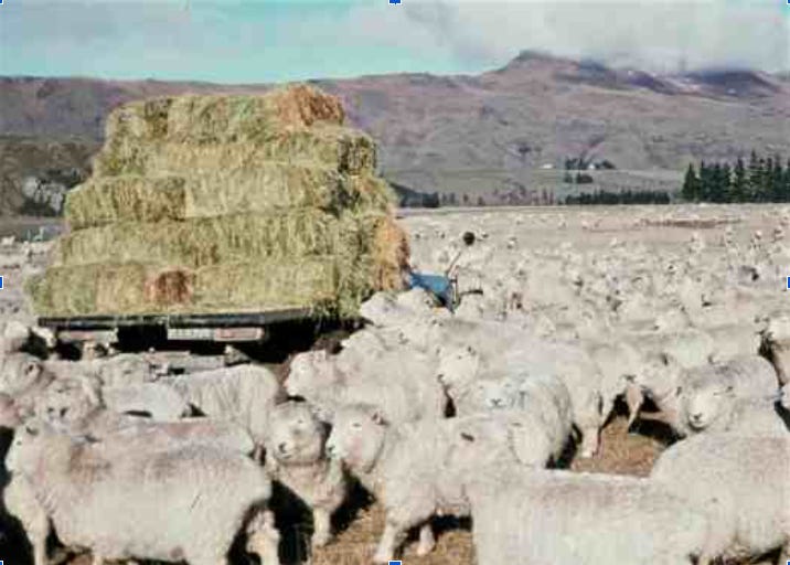 Hundreds of sheep surround a trailer stacked with small haybales. Hundreds of sheep surround a trailer stacked with small haybales.
