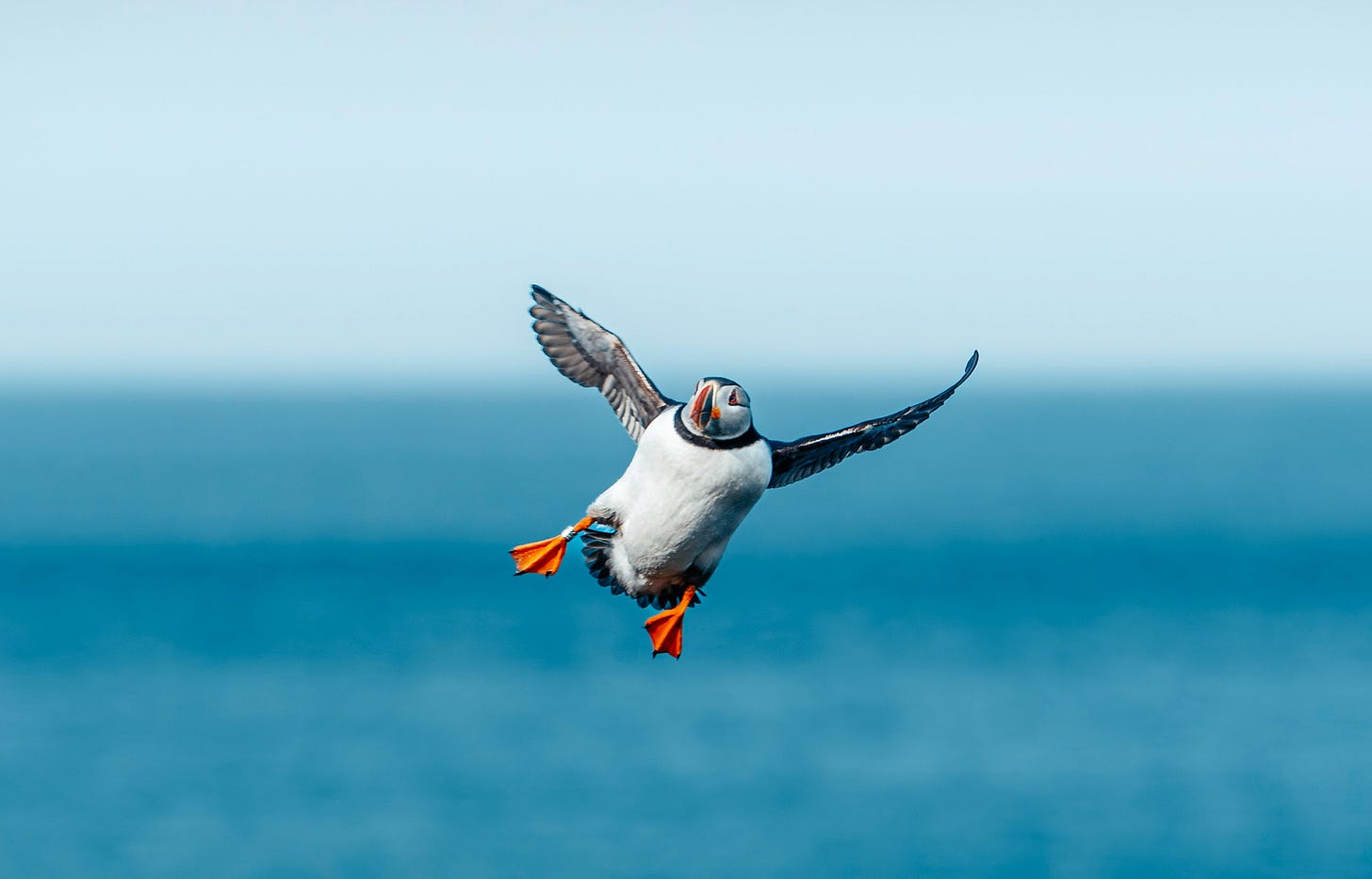 A puffin awkwardly flying and looking like they flung themselves into the air.