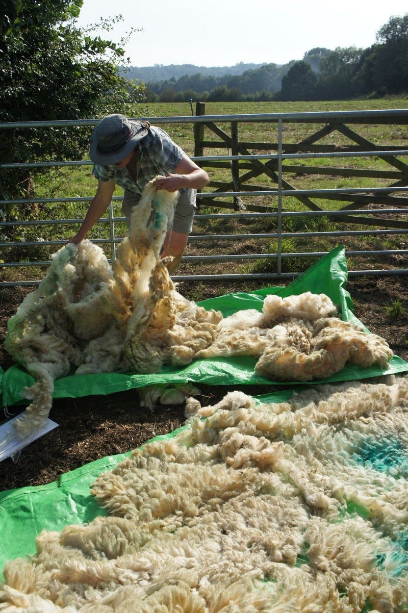 Farmer Lynnie at Brickpits organic farm in East Sussex laying out raw wool fleeces onto the ground. It is a sunny day and Lynnie is wearing shorts, shirt and sunhat.