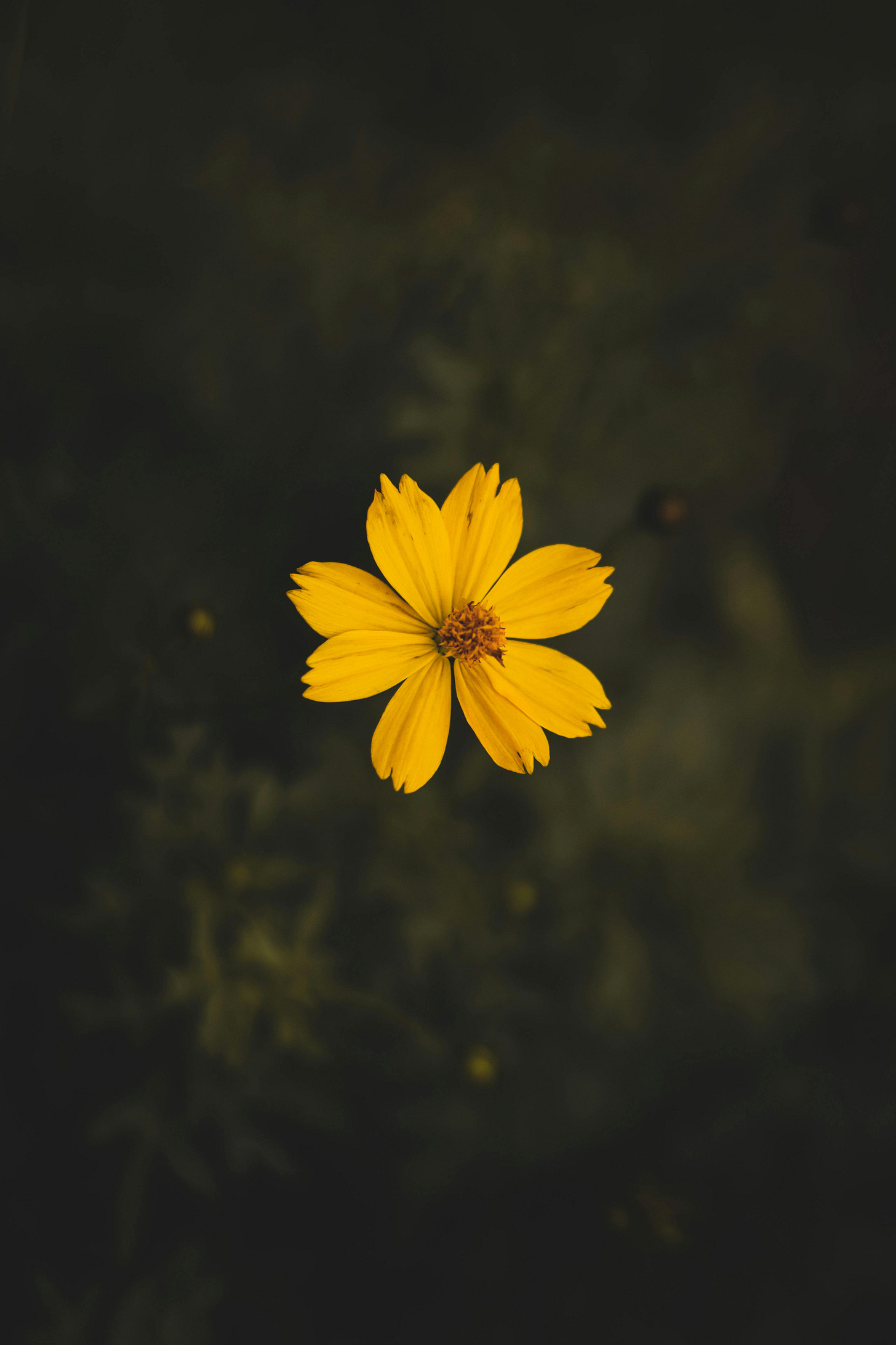 single yellow flower over a very blurry dark background-bits of yellow mixed in single yellow flower over a very blurry dark background-bits of yellow mixed in