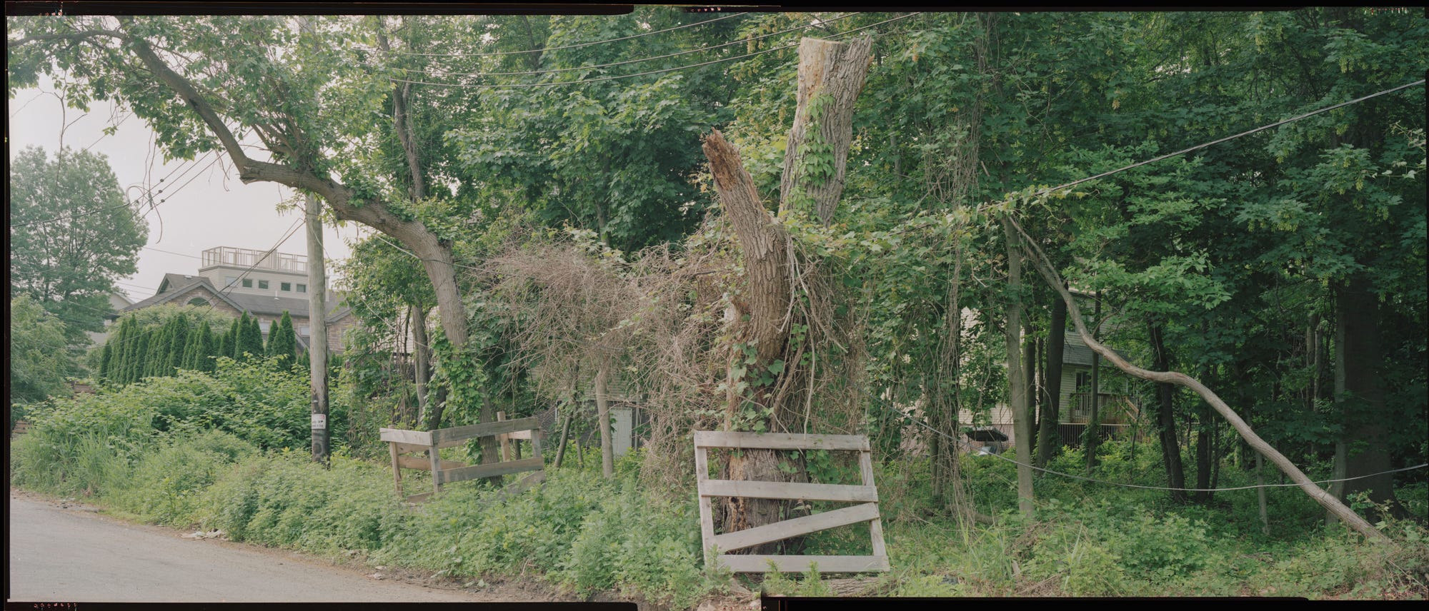 Panoramic-Image-Of-Tree-And-Wooden-Pallets