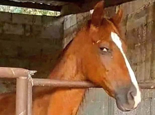 When the horse sees you lurking around his medicine cabinet