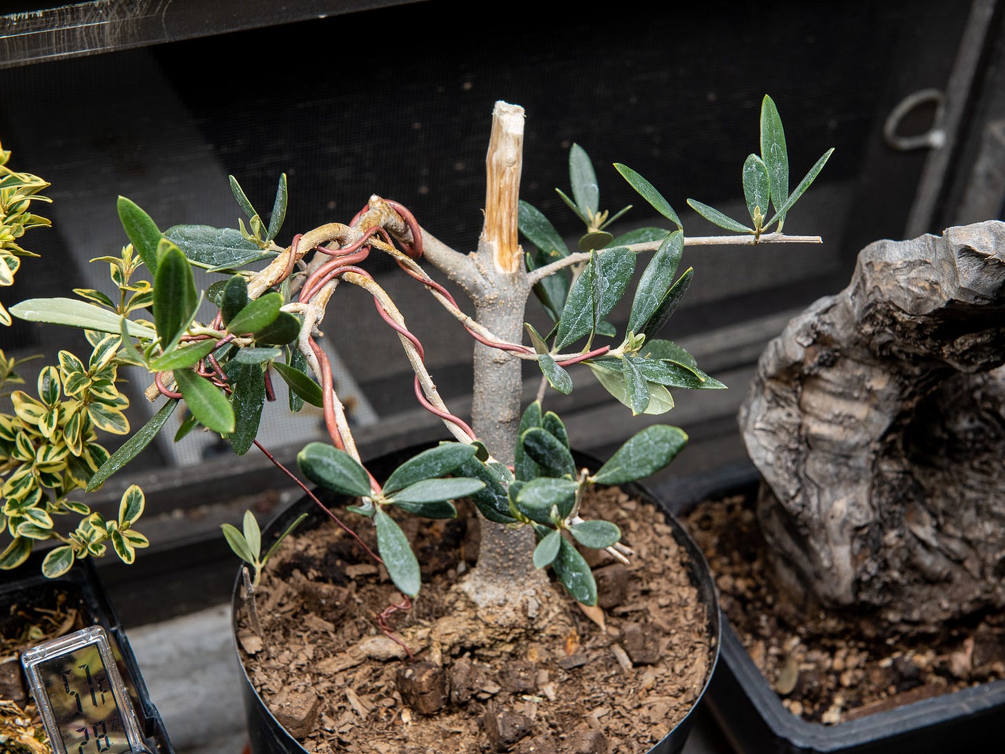 ID: Overhead photo of an olive pre bonsai styled with copper wire and deadwood.
