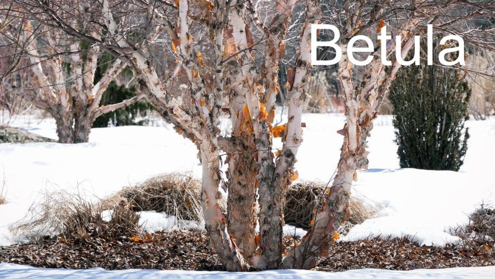 80-trees-shrubs 36.jpeg 80-trees-shrubs 36.jpeg