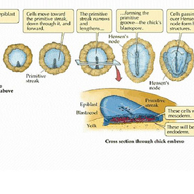 Embryology, Tibetan Medicine, Stereotypes & Individual differences.