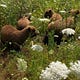 Ruminants in the Pawpaw Patch 🌱