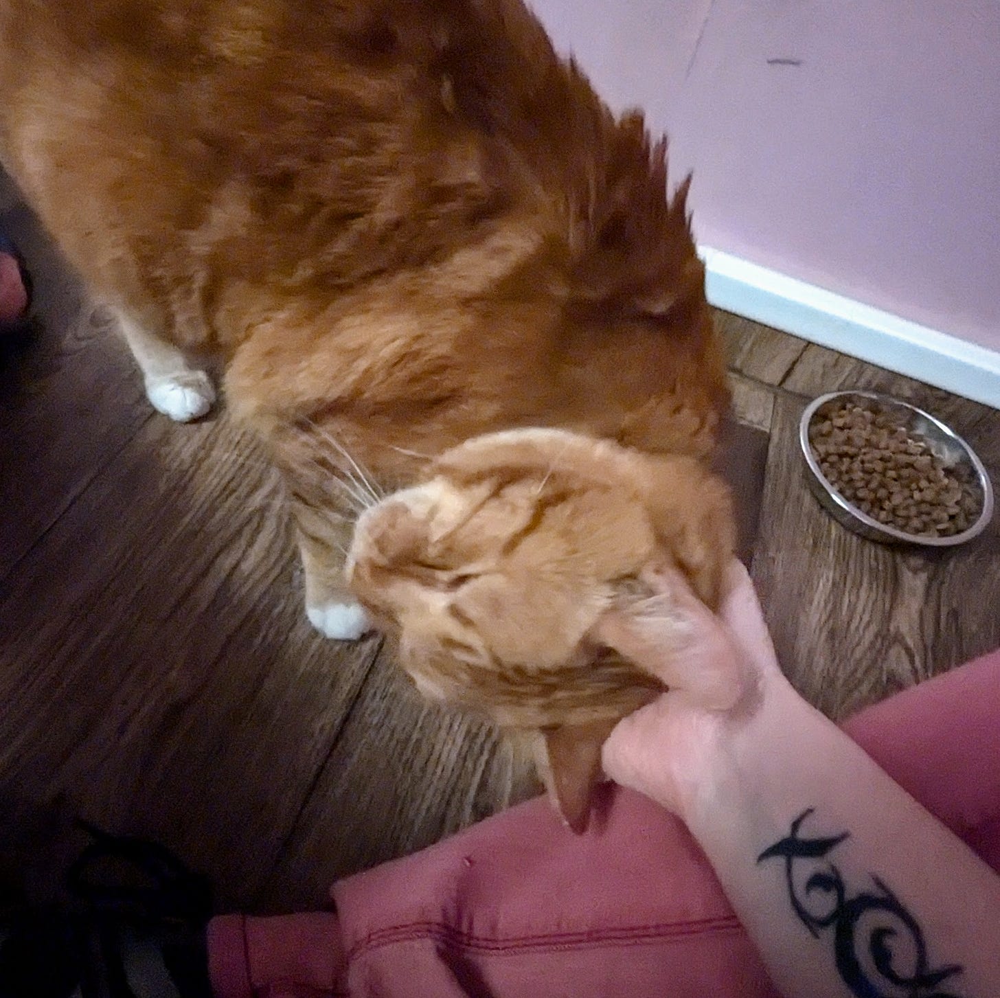 an orange cat rubbing his head on my hand