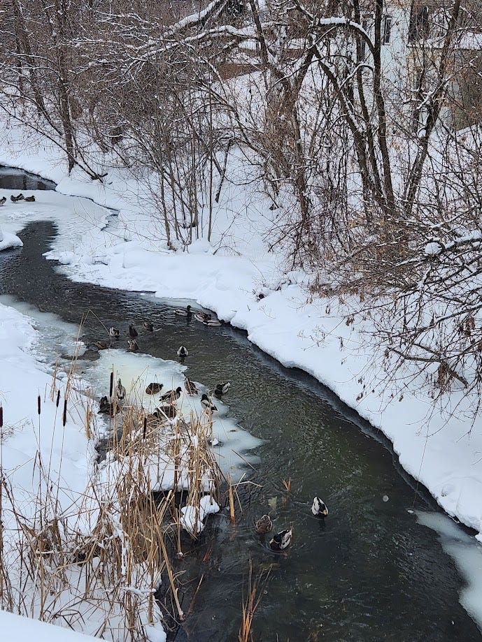 Picture of a creek with a flock of mallard ducks.