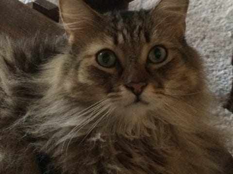 Chase_Adorable_Cute_Alarm_Clock_Cat Chase_Adorable_Cute_Alarm_Clock_Cat