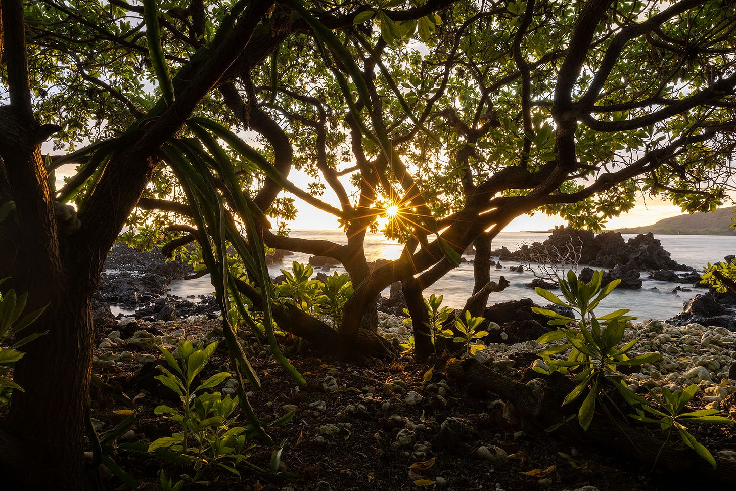 The forest and beach of Manini Beach shows a view of the white obelisk commemorating Captain Cook on the opposite side of Kealakekua Bay