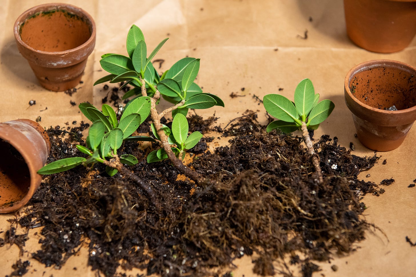 ID: Three fig cuttings removed from their pots with their roots exposed among stray soil.