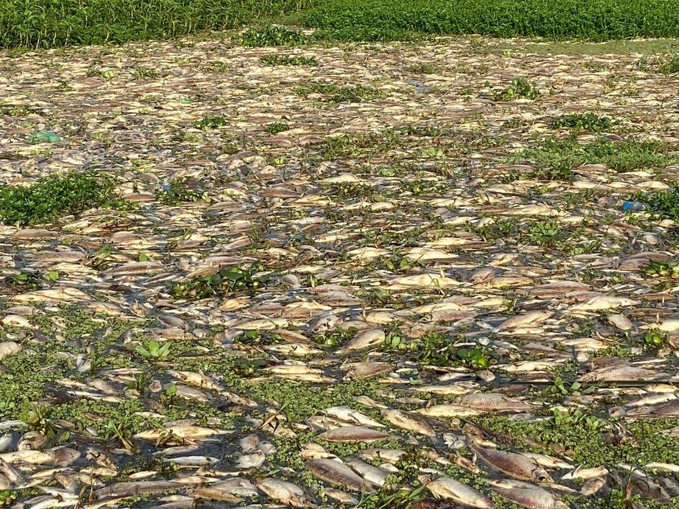 Mortandade de peixes no Tanquã, em Piracicaba — Foto: Edijan Del Santo/EPTV