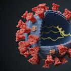 Neurological Long-Covid is defined by poor CD8 Nucleocapsid response
