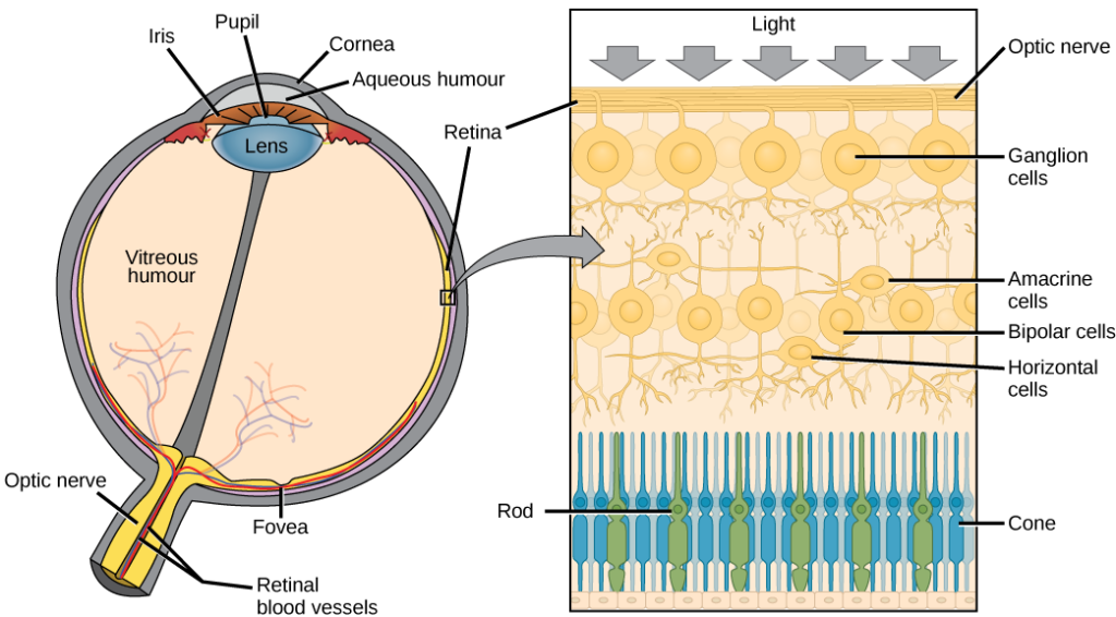 Vision | Biology for Majors II