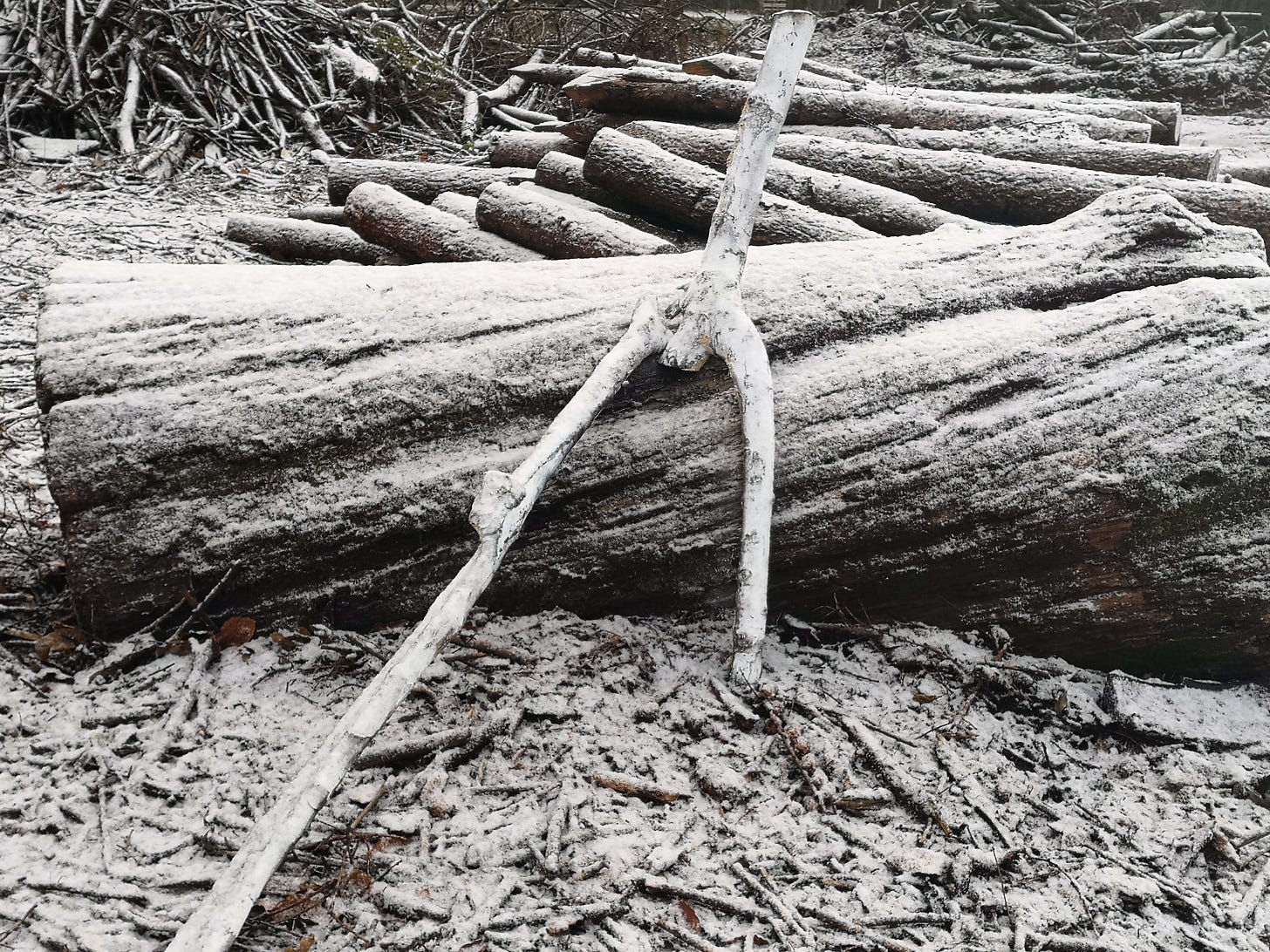 Log Pile in Winter in Exeter Capability Brown Gardens Log Pile in Winter in Exeter Capability Brown Gardens