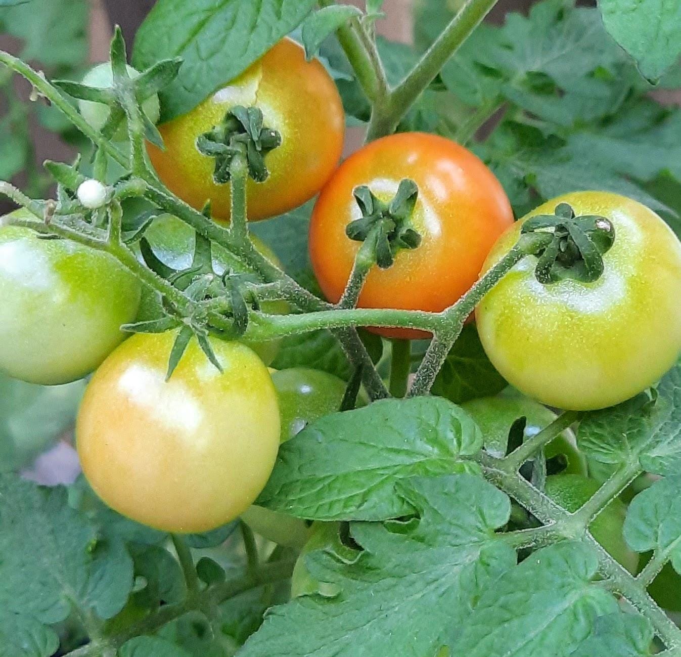 Six tomatoes in a bunch in different stages of ripeness.