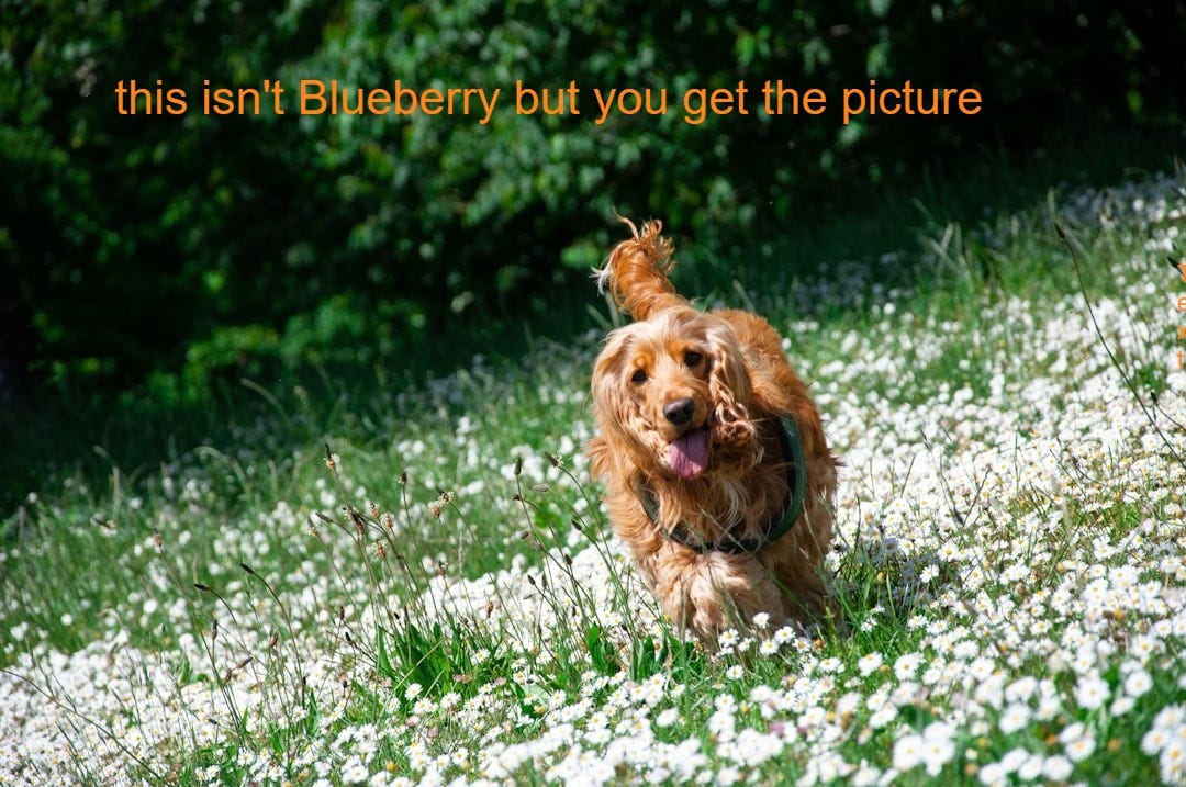 brown long coated dog on green grass field during daytime brown long coated dog on green grass field during daytime