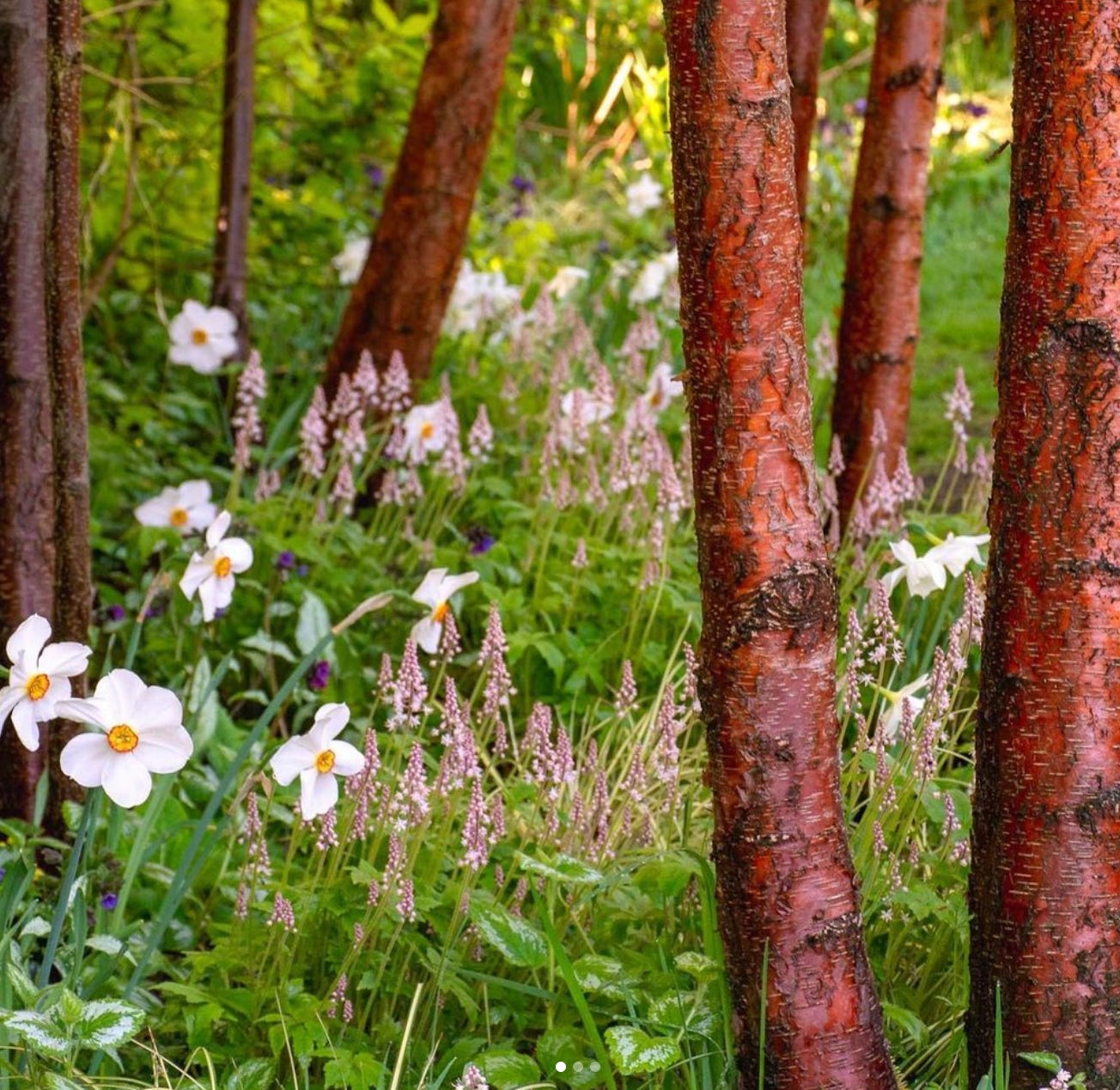 copse