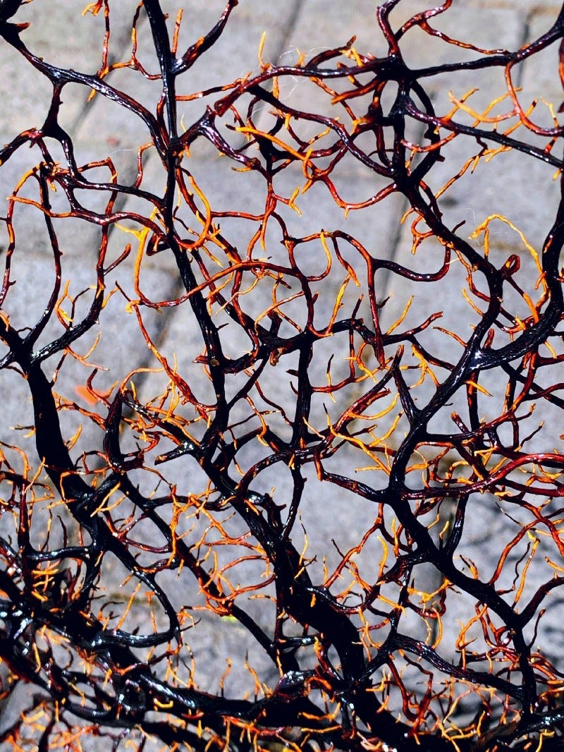 a tree with many complicated branches and twigs