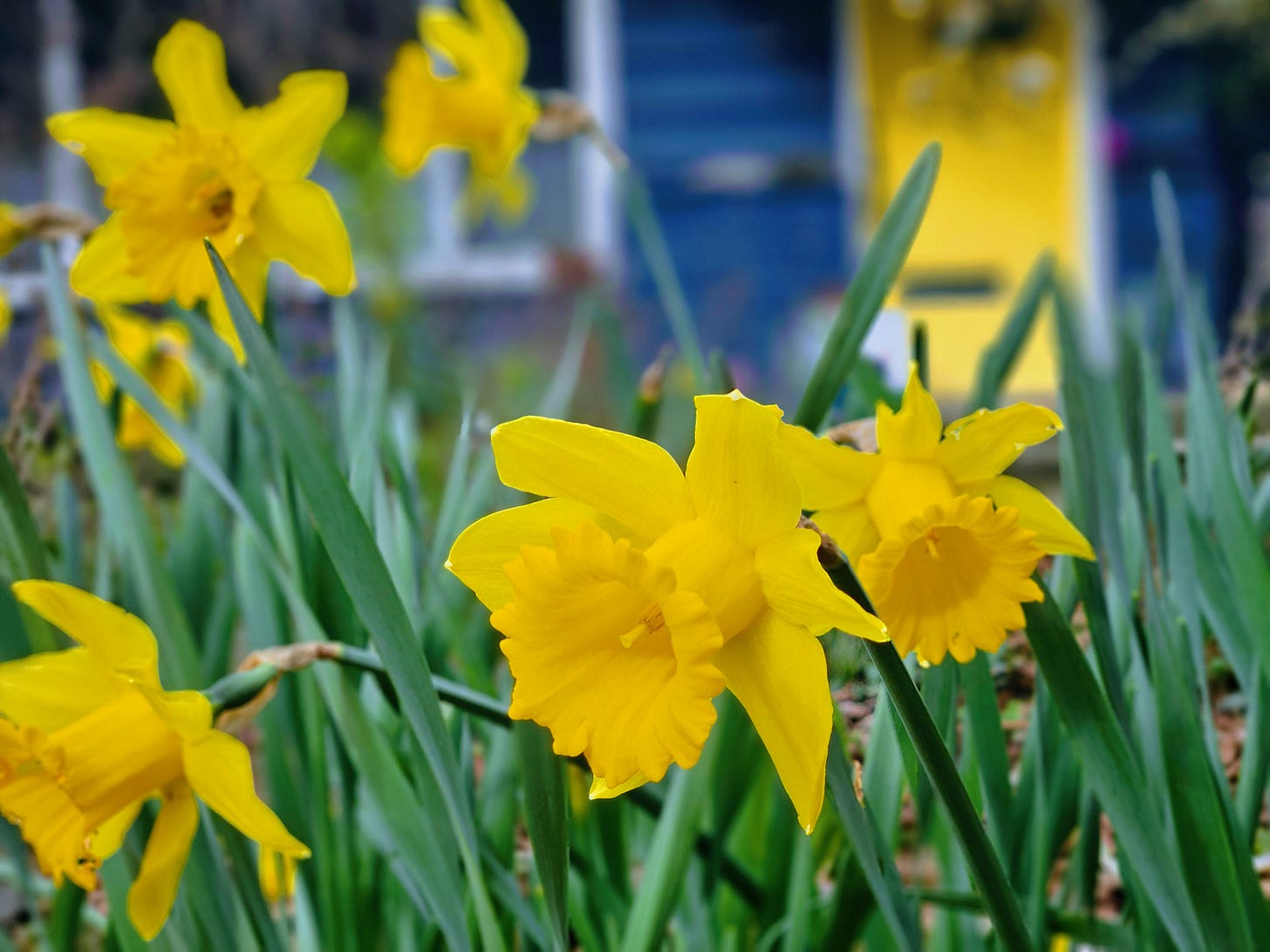 Out front of Casa Volts, signs that Spring may spring again after all.