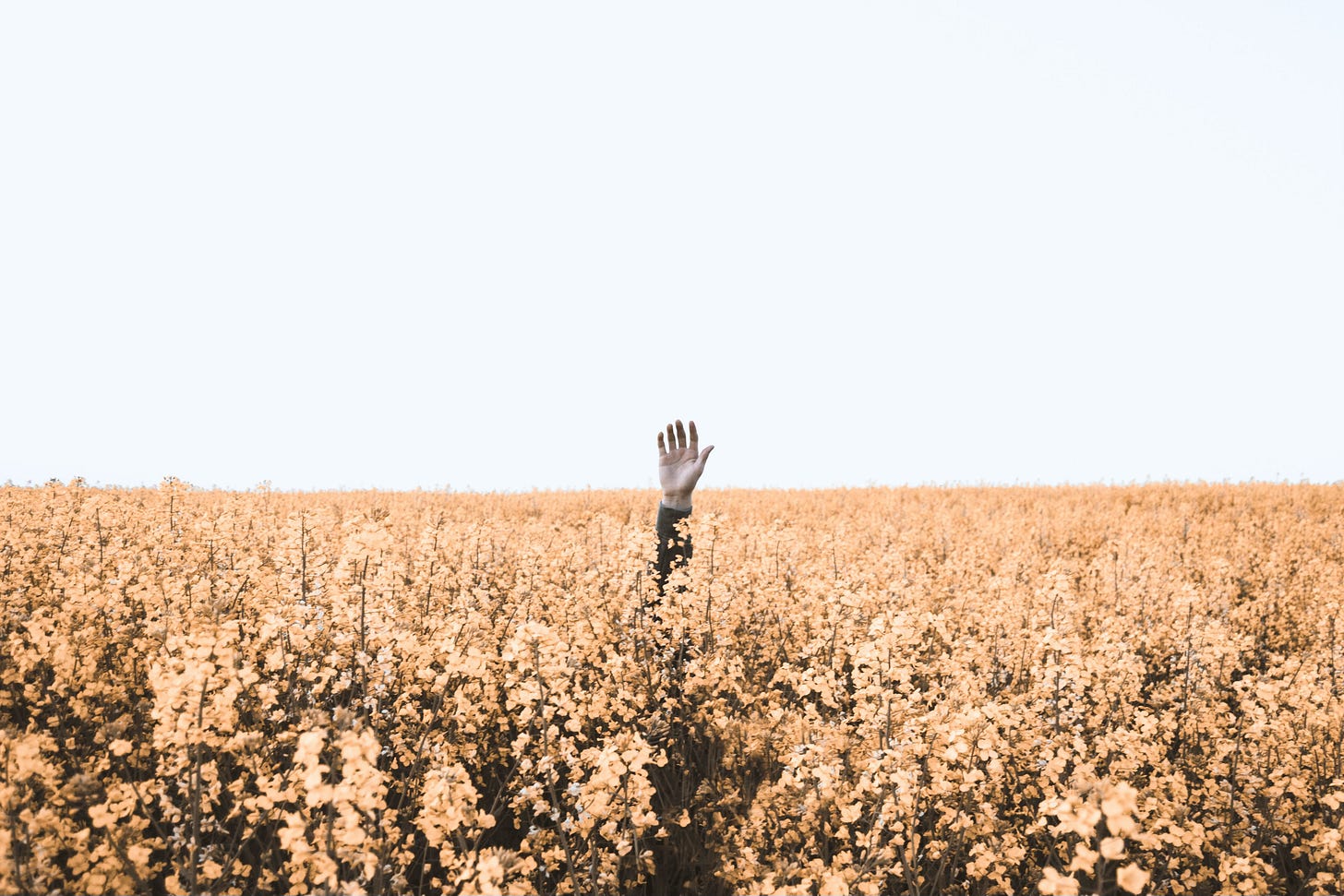 Lost in a meadow, a person raises their hand for help