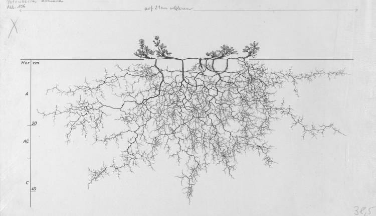 root drawings for planting design Potentilla arenaria, Lichtenegger, E. (1992), Wurzelatlas