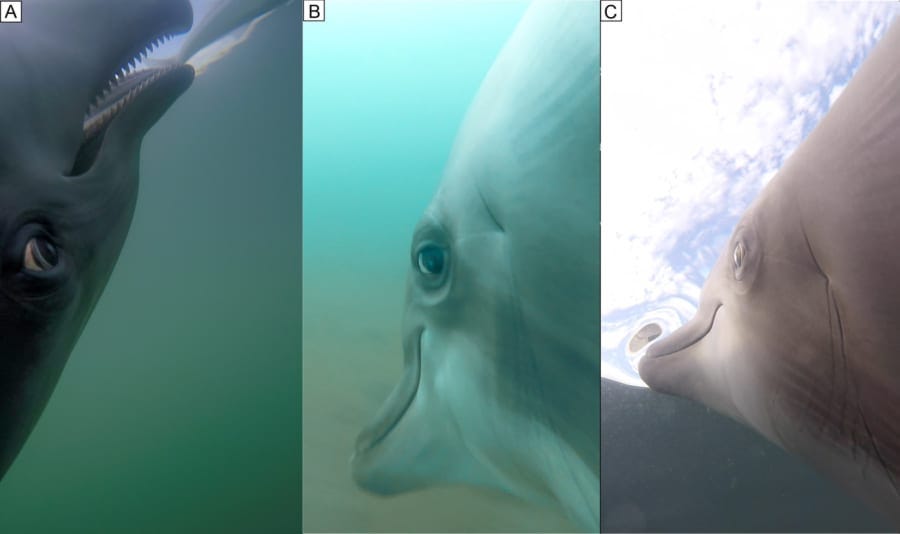 イルカのギョロッとした目が間近で見える イルカのギョロッとした目が間近で見える