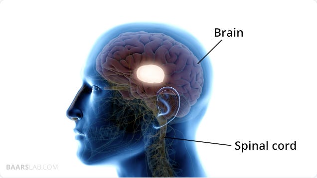 Build-a-Brain Fundamentals I: A Vertically Symmetrical Tour