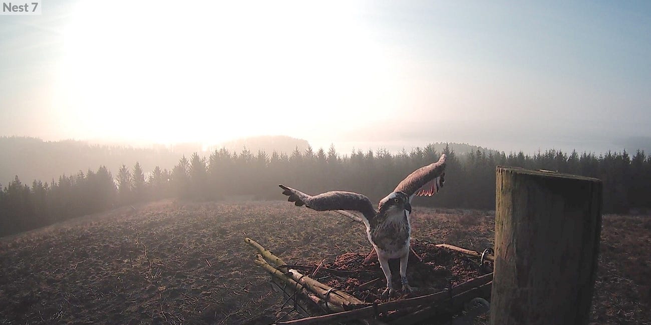 Kielder osprey returns in good time