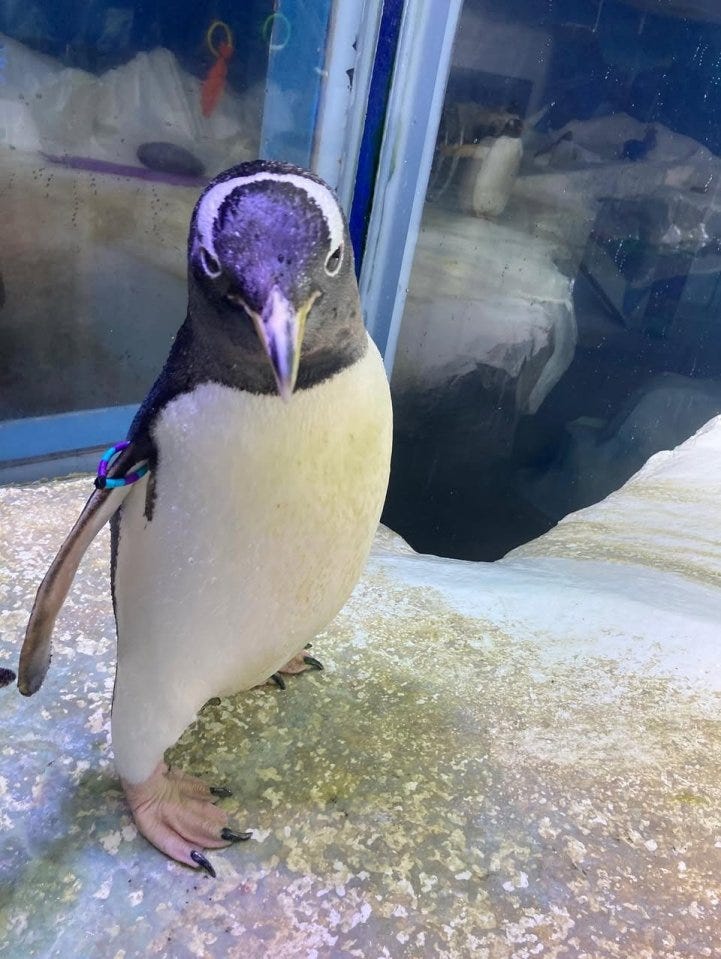 A penguin with a colored band on its wing stands on a textured surface, looking directly at the camera.