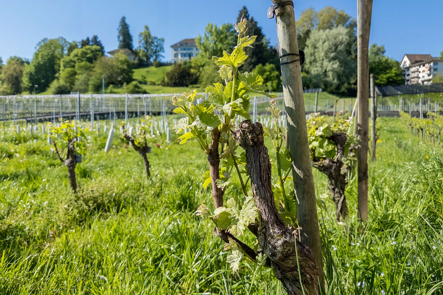 Frühjahrsansicht des historischen Versuchs-Rebbergs der Eidgenössischen Forschungsanstalt für Obst-, Wein- und Gartenbau in Wädenswil: Im Vordergrund treiben knorrige Rebstöcke frisch aus, dahinter stehen Rebreihen und Versuchsparzellen mit weißen Schutzhülsen; auf dem Hügel darüber erhebt sich das ehemalige Instituts-Schlösschen zwischen Bäumen.