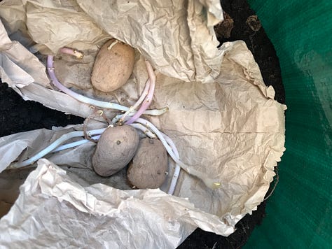 seed potatoes, compost and a growing bucket
