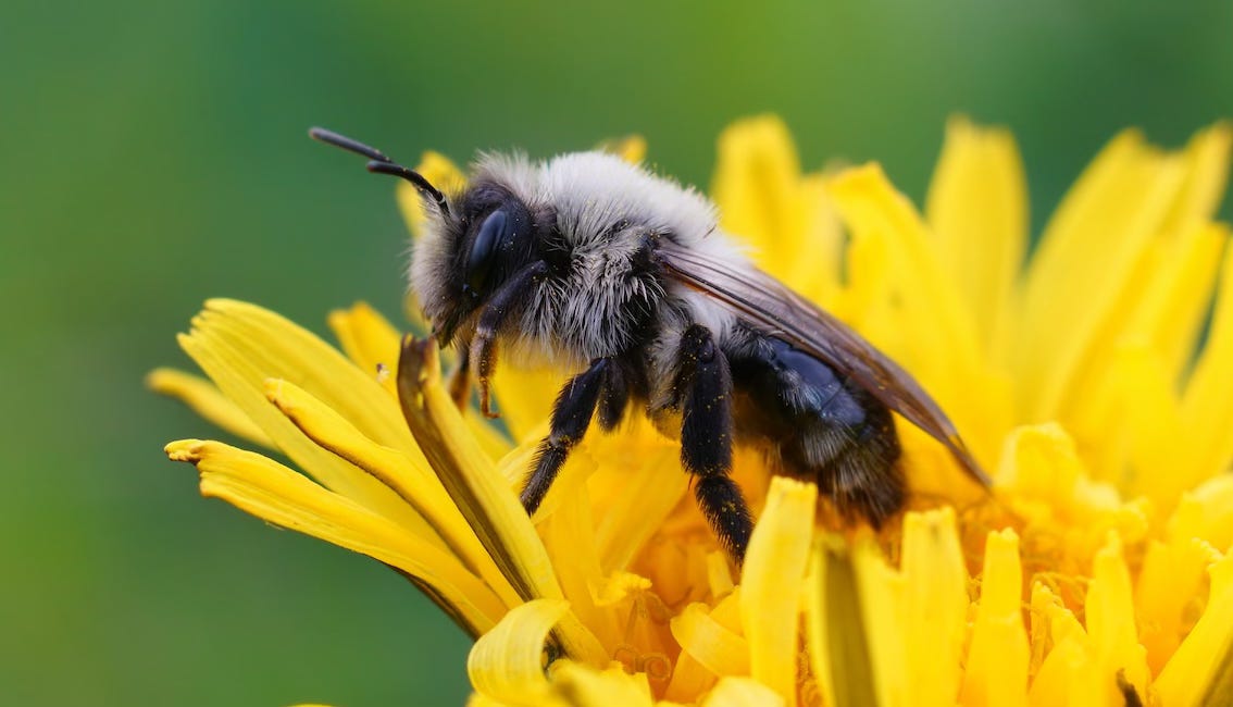 Des abeilles sous les arbres
