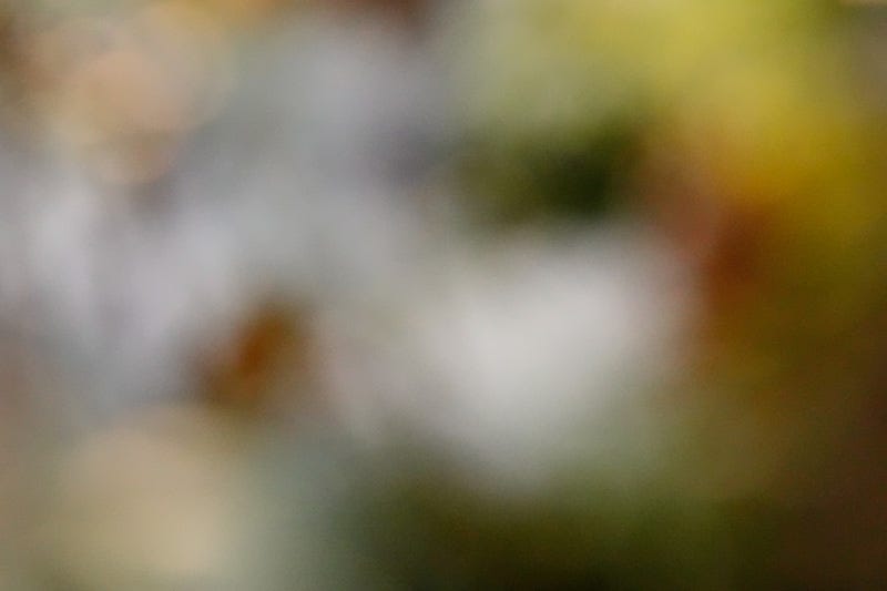 A soft focus intimate world of seasonal colour – green, russet and white – amid Scottish blueberries