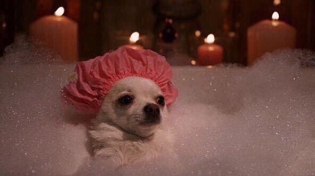 Monday #MOOD. Will someone please provide a luxurious bubble bath and chihuahua??? Thanks Monday #MOOD. Will someone please provide a luxurious bubble bath and chihuahua??? Thanks